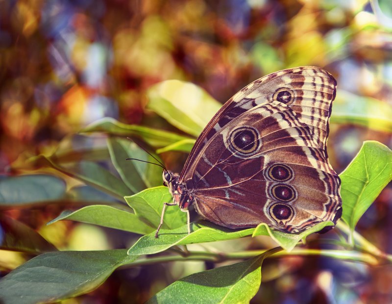 On the Fringes of a Rainbow.jpg :: Butterfly with bokeh background