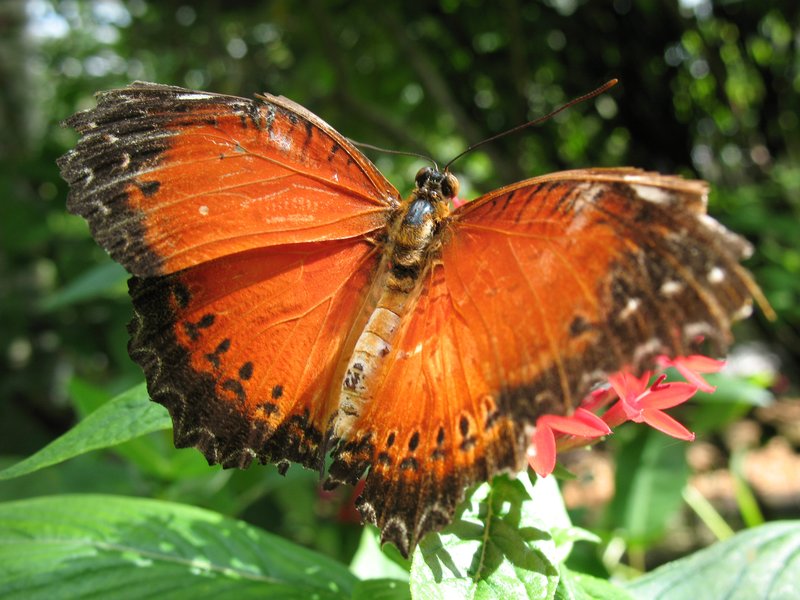 Orange Butterfly.jpg :: Stock images are available for download at $3.00 each (plus .50 PayPal fee) and are transferred at full resolution and are Royalty and Copyright free and can be used in commercial work.