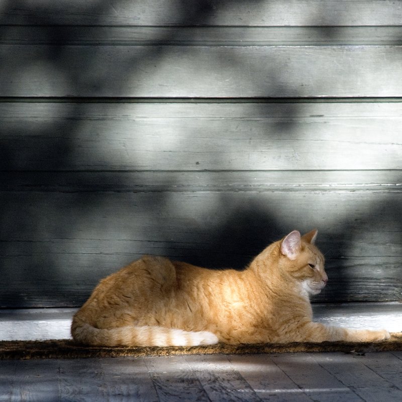 Orange Tabby Cat.jpg :: ©2010 LKG Photography