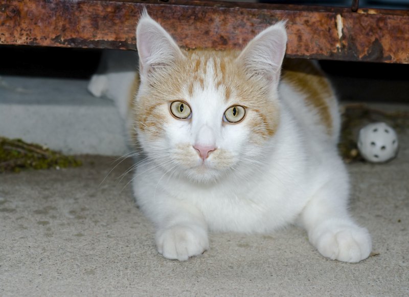 Orange and White Tabby Cat.jpg :: Stock images are available for download at $3.00 each (plus .50 PayPal fee) and are transferred at full resolution and are Royalty and Copyright free and can be used in commercial work.