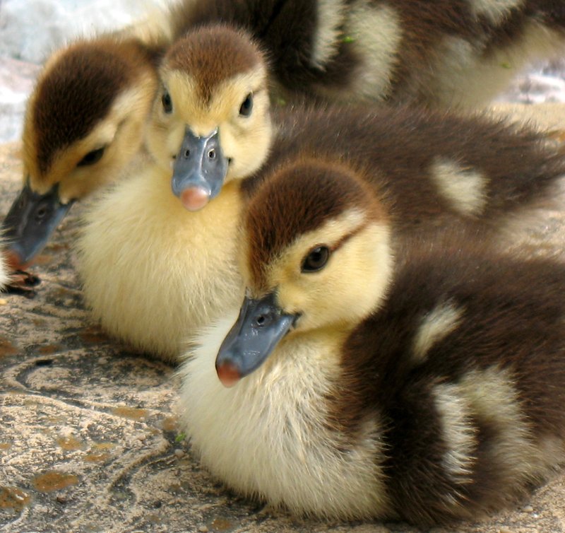 Pair of Ducklings.jpg :: Stock images are available for download at $3.00 each (plus .50 PayPal fee) and are transferred at full resolution and are Royalty and Copyright free and can be used in commercial work.
