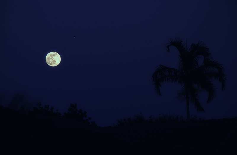 Palm Tree with Moon.jpg :: ©2010 LKG Photography