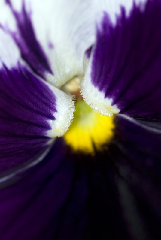 Pansy Bliss.jpg :: ©2010 www.lkgphoto.com