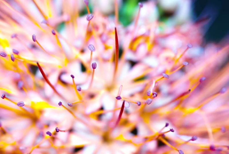 Pastel Daydreams.jpg :: One of my favorite macro subject..a powder puff plant! 