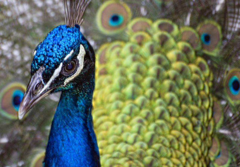 Peacock.jpg :: Stock images are available for download at $3.00 each (plus .50 PayPal fee) and are transferred at full resolution and are Royalty and Copyright free and can be used in commercial work.