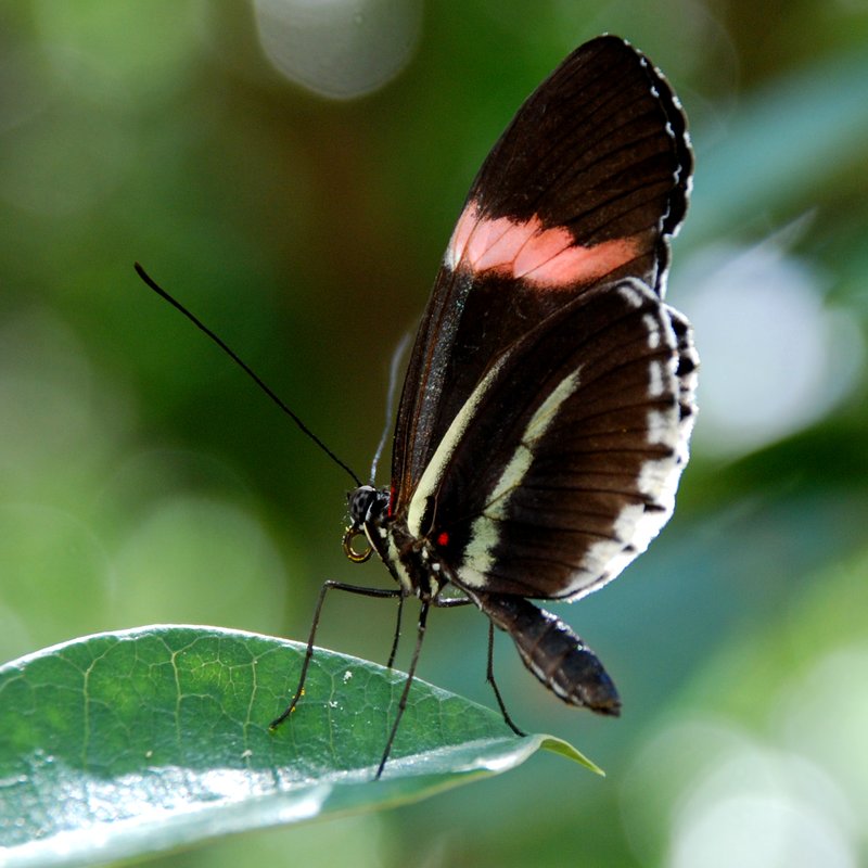 Perched Butterfly.jpg :: Stock images are available for download at $3.00 each (plus .50 PayPal fee) and are transferred at full resolution and are Royalty and Copyright free and can be used in commercial work.