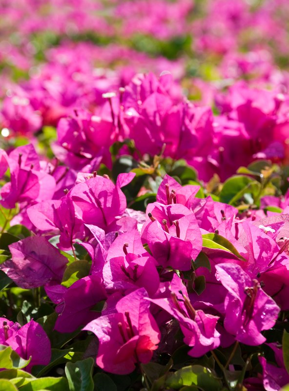 Pink Along The Path.jpg :: ©2010 LKG Photography