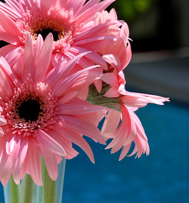 Pink Gerber Daisies.jpg :: Stock images are available for download at $3.00 each (plus .50 PayPal fee) and are transferred at full resolution and are Royalty and Copyright free and can be used in commercial work.