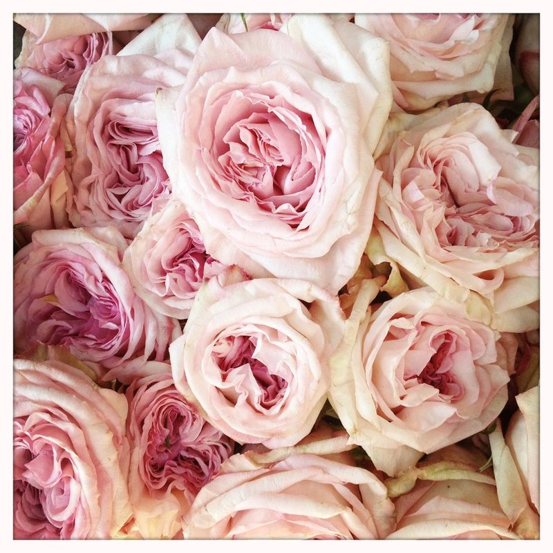 PinkRoses.jpg :: Taken with the iPhone 4s

©2013 LKG Photography