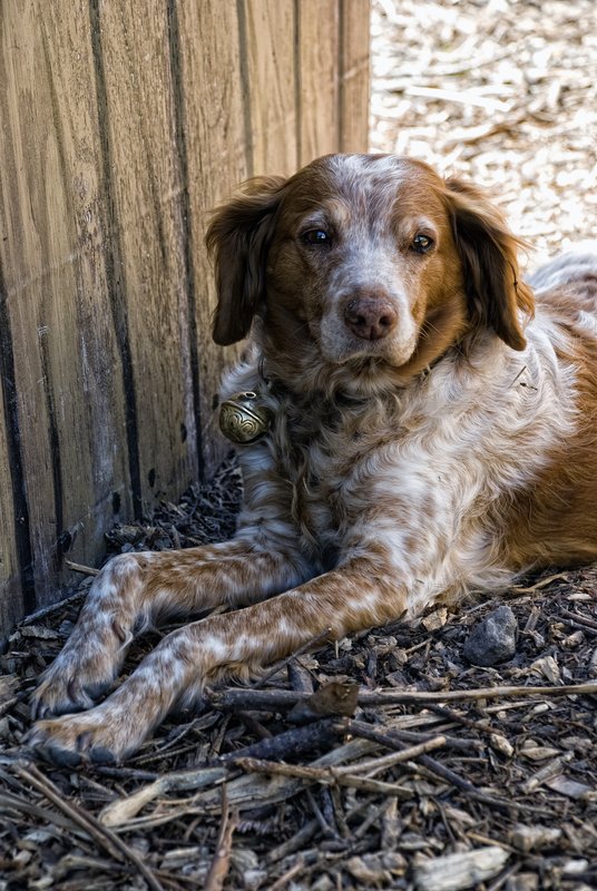 Pooch Portrait.jpg :: Stock images are available for download at $3.00 each (plus .50 PayPal fee) and are transferred at full resolution and are Royalty and Copyright free and can be used in commercial work.