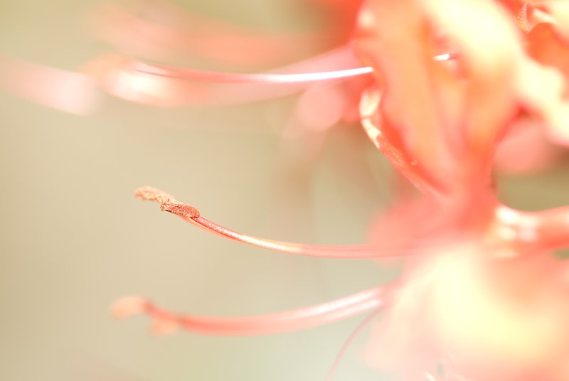Precious Things.jpg :: Ordinary riches can be stolen, real riches cannot. In your soul are infinitely precious things that cannot be taken from you.
Oscar Wilde
