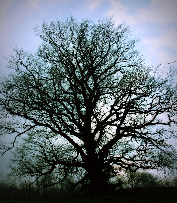 Presence of the Tree.jpg :: Stock images are available for download at $3.00 each (plus .50 PayPal fee) and are transferred at full resolution and are Royalty and Copyright free and can be used in commercial work.