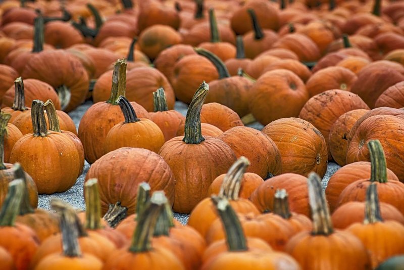 Pumpkin Patch.jpg :: ©2013 LKG Photography