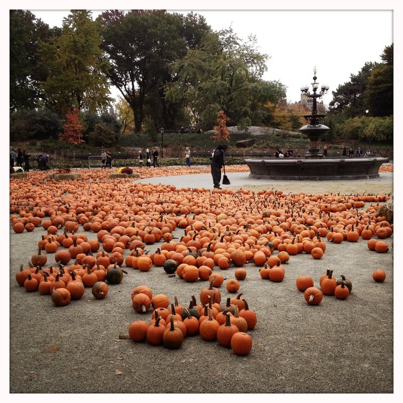 Pumpkins.jpg