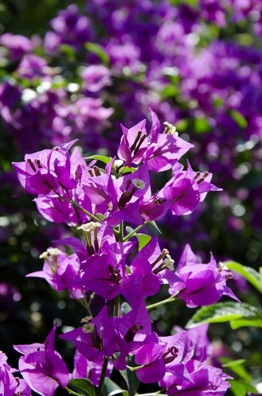 Purple Bougainvillea.jpg :: Purple bougainvillea flowers