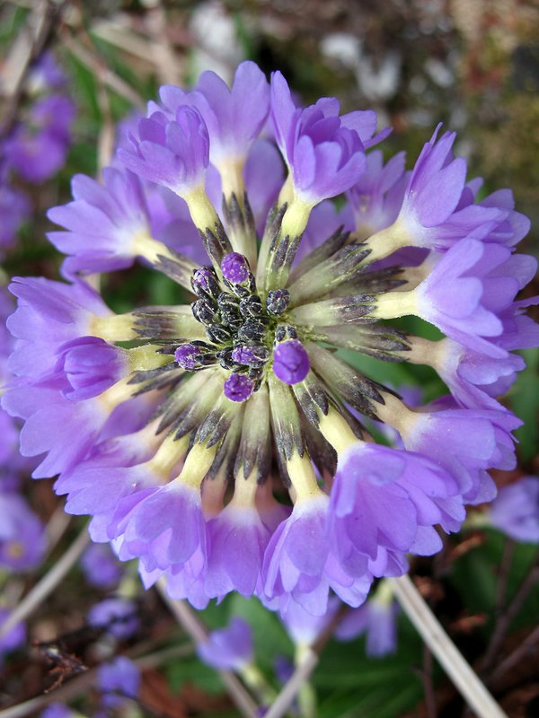 Purple Flower.jpg :: Large purple bloom