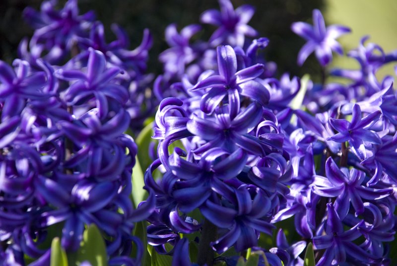 Purple Hyacinth.jpg :: Stock images are available for download at $3.00 each (plus .50 PayPal fee) and are transferred at full resolution and are Royalty and Copyright free and can be used in commercial work.