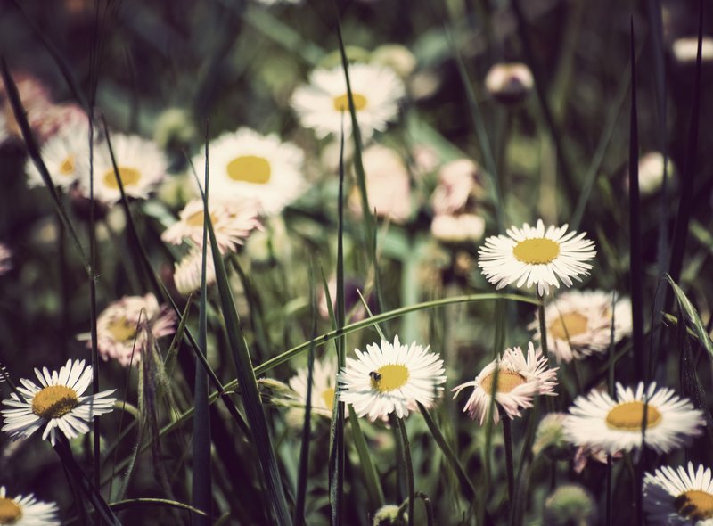 Pushing Daisies.jpg :: Field of wild daisies.