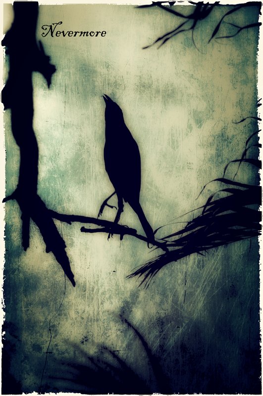 Quoth the Raven.jpg :: ©2010 LKG Photography