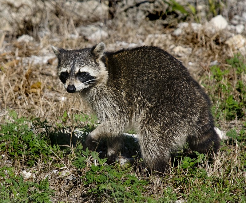Raccoon 1.jpg :: Stock images are available for download at $3.00 each (plus .50 PayPal fee) and are transferred at full resolution and are Royalty and Copyright free and can be used in commercial work.