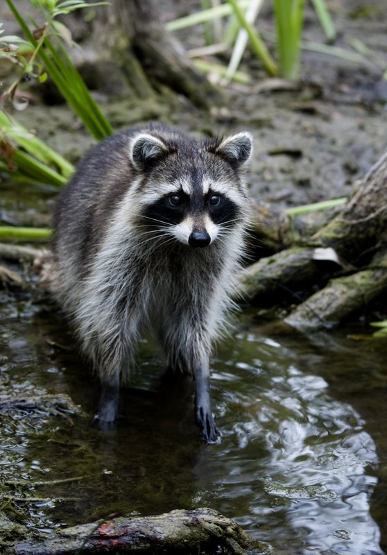 Raccoon 2.jpg :: Stock images are available for download at $3.00 each (plus .50 PayPal fee) and are transferred at full resolution and are Royalty and Copyright free and can be used in commercial work.