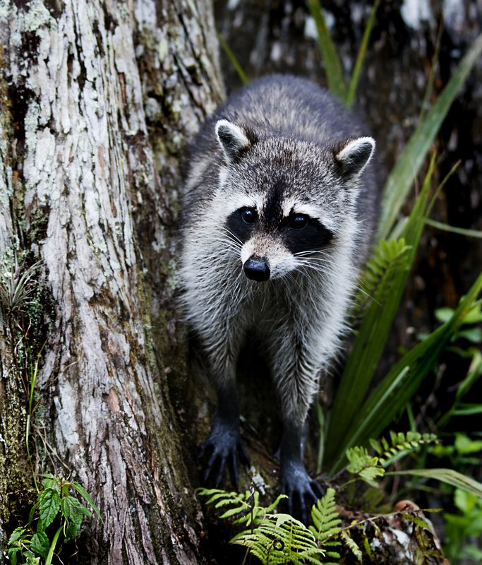 Raccoon 3.jpg :: Stock images are available for download at $3.00 each (plus .50 PayPal fee) and are transferred at full resolution and are Royalty and Copyright free and can be used in commercial work.