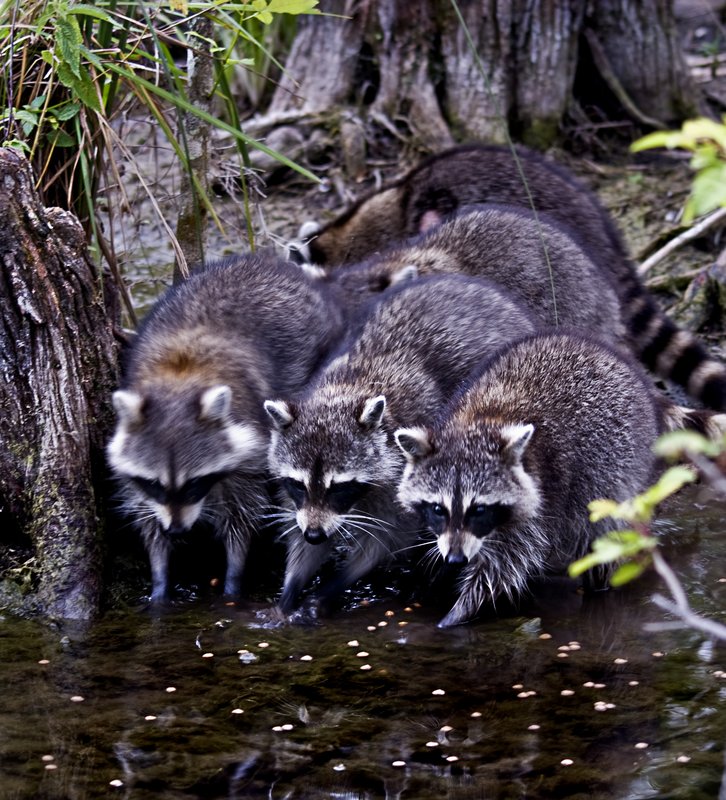 Raccoons Washing Together.jpg :: Stock images are available for download at $3.00 each (plus .50 PayPal fee) and are transferred at full resolution and are Royalty and Copyright free and can be used in commercial work.