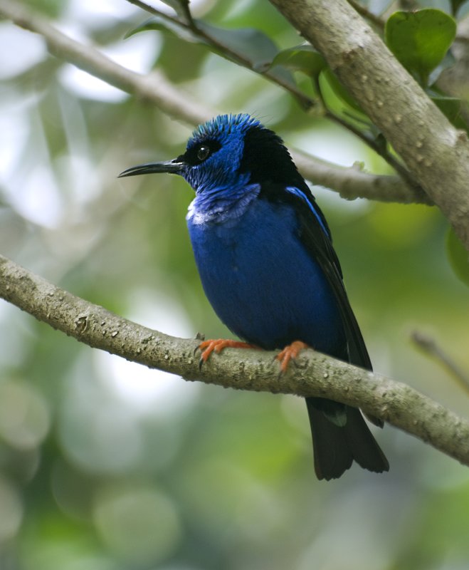 Red Legged Honeycreeper Bird.jpg :: Stock images are available for download at $3.00 each (plus .50 PayPal fee) and are transferred at full resolution and are Royalty and Copyright free and can be used in commercial work.