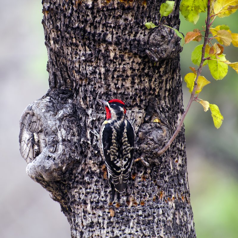 Red Naped Sapsucker.jpg :: ©2012 LKG Photography