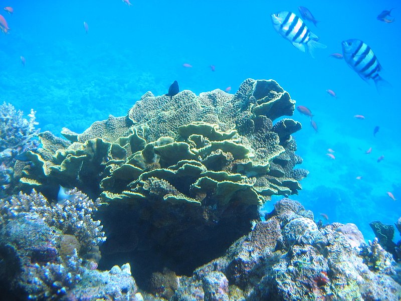 Red Sea Coral.jpg :: Coral and fish taken in the Red Sea.