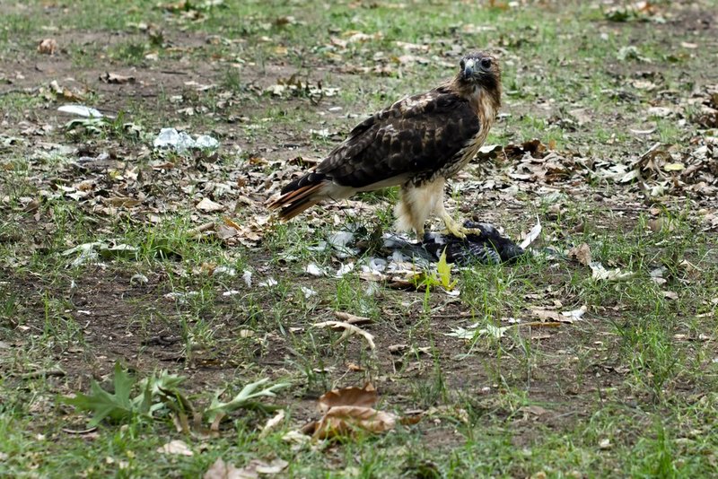 Red tailed hawk with prey.jpg :: ©2013 LKG Photography