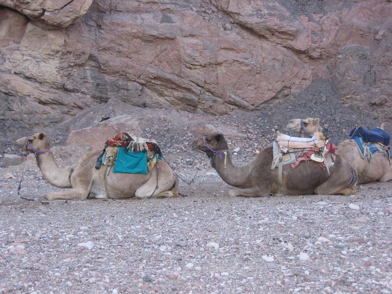 Resting Camels.jpg :: Camels resting in the Negev Mountains of Israel.