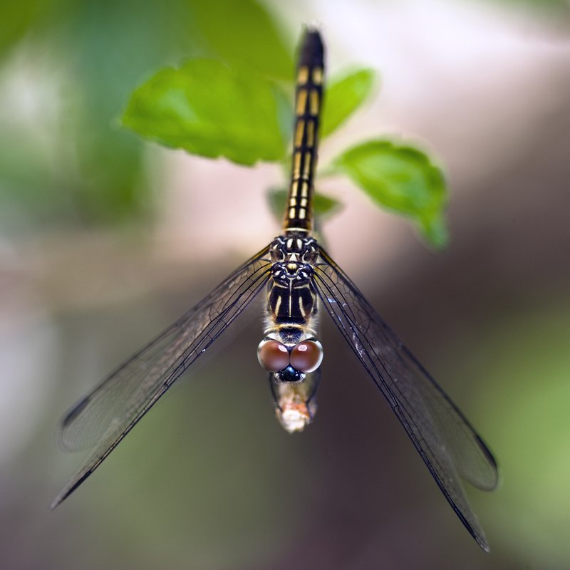Resting Dragonfly.jpg :: ©2010 LKG Photography