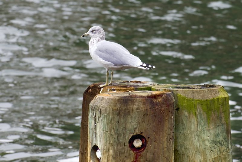 Ring Billed Gull.jpg :: ©2013 LKG Photography