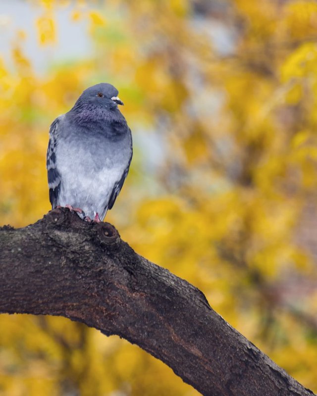 Rock Pigeon.jpg :: ©2013 LKG Photography