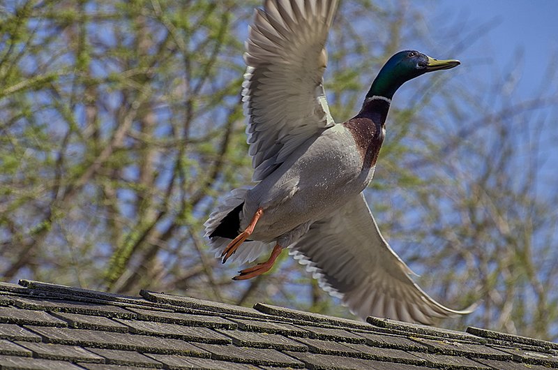 Rooftop Mallard.jpg :: ©2013 LKG Photography