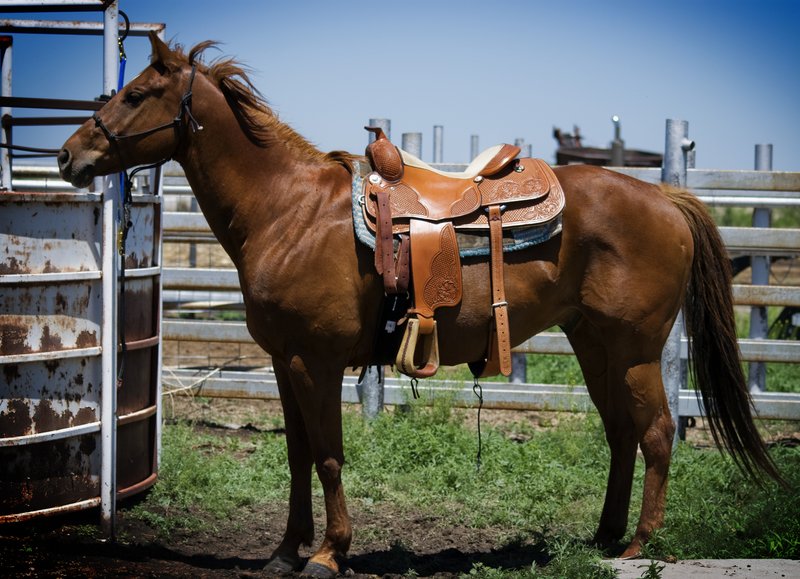 Saddled Horse.jpg :: Stock images are available for download at $3.00 each (plus .50 PayPal fee) and are transferred at full resolution and are Royalty and Copyright free and can be used in commercial work.