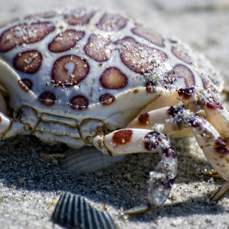 Sandy Crab 1.jpg :: ©2010 www.lkgphoto.com