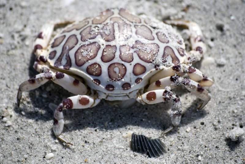 Sandy Crab 2.jpg :: ©2010 www.lkgphoto.com