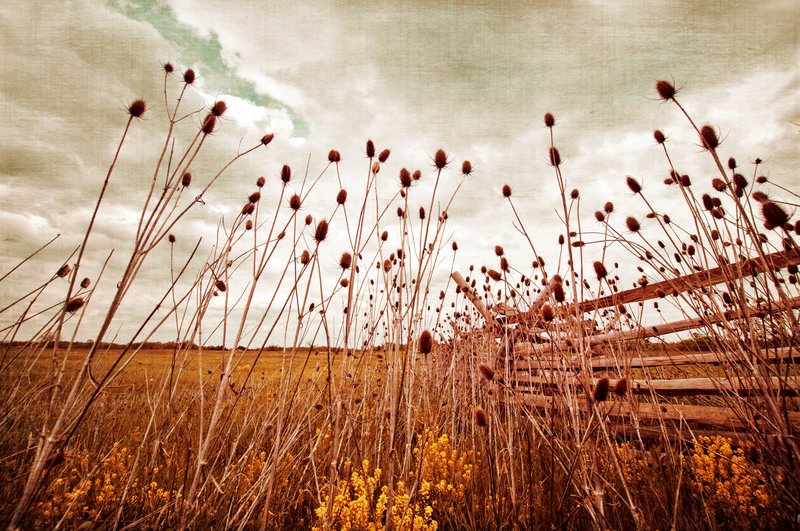 Scattered Thoughts Of Yesteryear.jpg