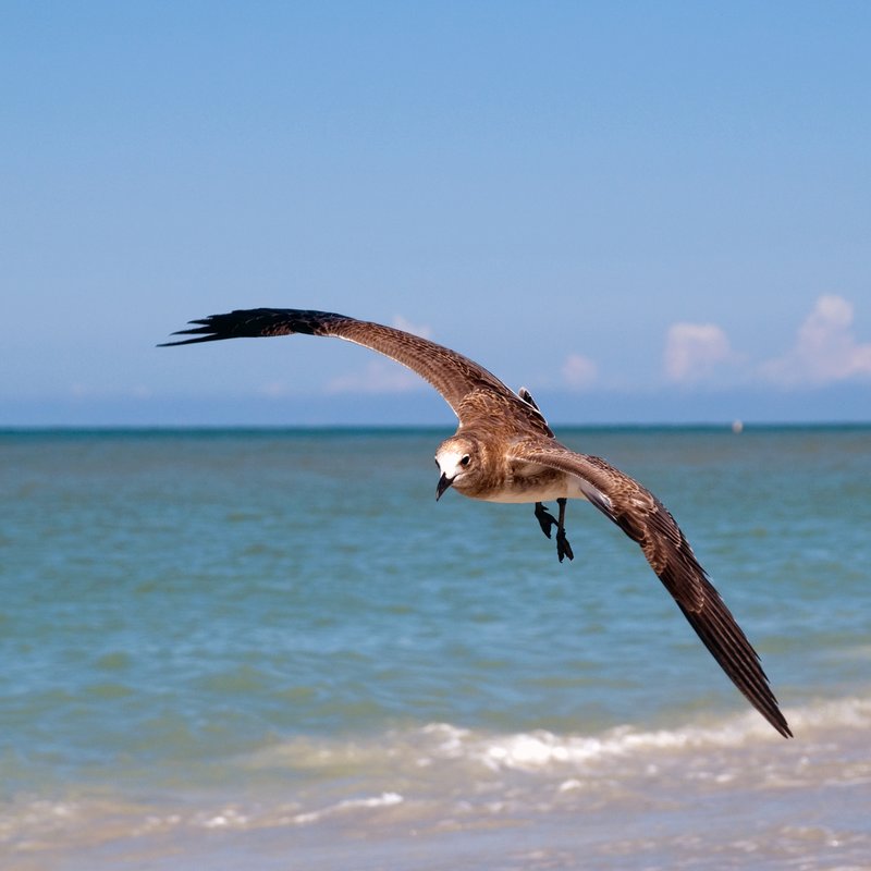 Sea Flight.jpg :: ©2010 LKG Photography