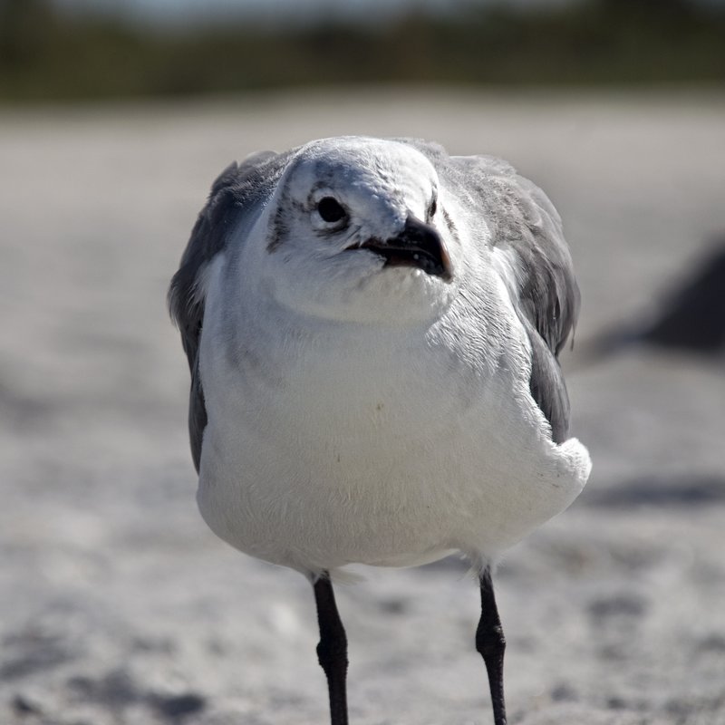 Seagull 1.jpg :: ©2010 www.lkgphoto.com