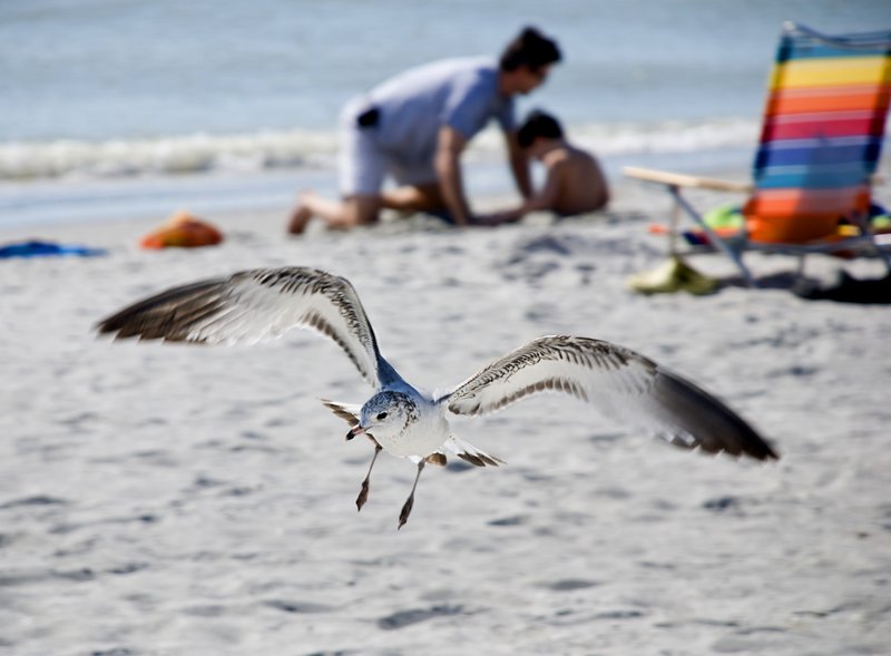 Seagull Landing.jpg :: Stock images are available for download at $3.00 each (plus .50 PayPal fee) and are transferred at full resolution and are Royalty and Copyright free and can be used in commercial work.