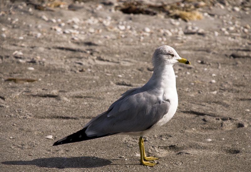 Seagull.jpg :: Stock images are available for download at $3.00 each (plus .50 PayPal fee) and are transferred at full resolution and are Royalty and Copyright free and can be used in commercial work.