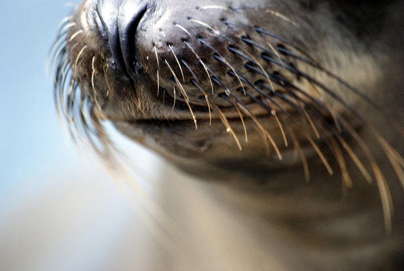 Seal Whiskers.jpg :: Stock images are available for download at $3.00 each (plus .50 PayPal fee) and are transferred at full resolution and are Royalty and Copyright free and can be used in commercial work.