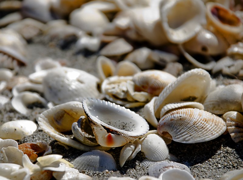 Seashells.jpg :: Sanibel Seashells