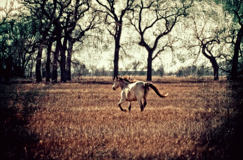 Shes Like the Wind.jpg :: ©2011 LKG Photography
