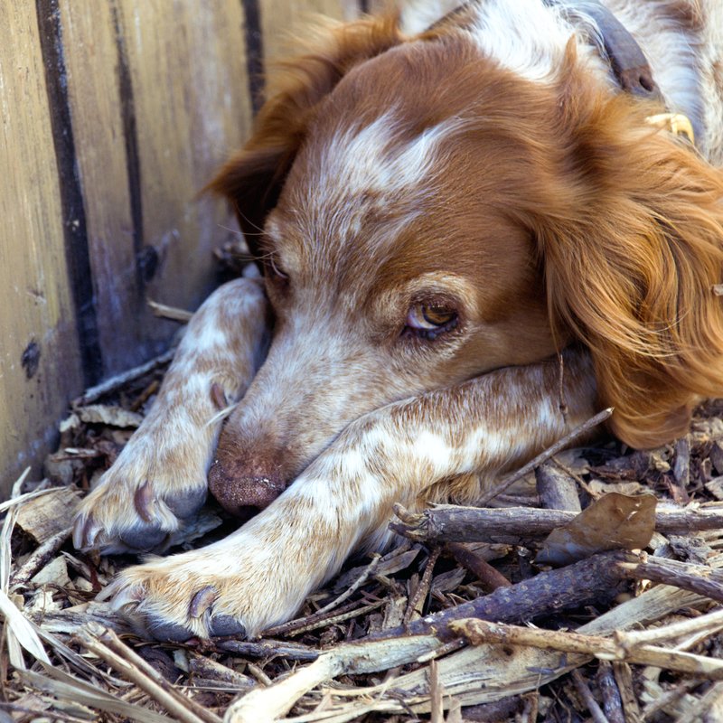 Shy Dog.jpg :: Stock images are available for download at $3.00 each (plus .50 PayPal fee) and are transferred at full resolution and are Royalty and Copyright free and can be used in commercial work.