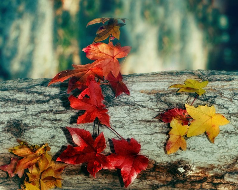Signs of Autumn.jpg :: ©2012 LKG Photography