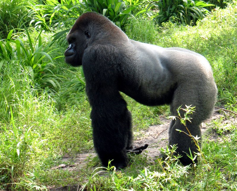 Silverback Gorilla.jpg :: Stock images are available for download at $3.00 each (plus .50 PayPal fee) and are transferred at full resolution and are Royalty and Copyright free and can be used in commercial work.